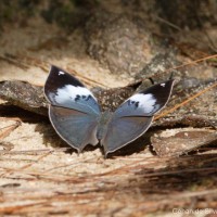 Kallima philarchus Westwood, 1848